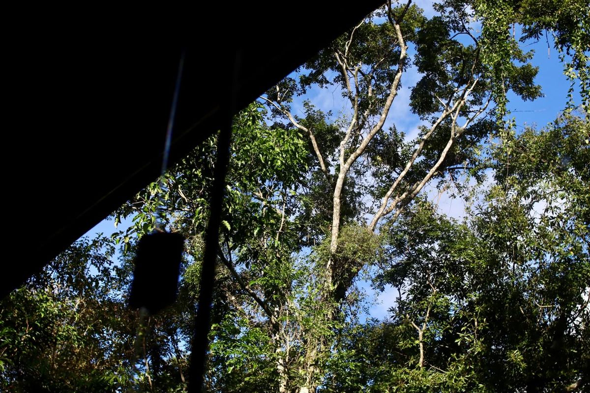 Banho com vista para a copa das árvores