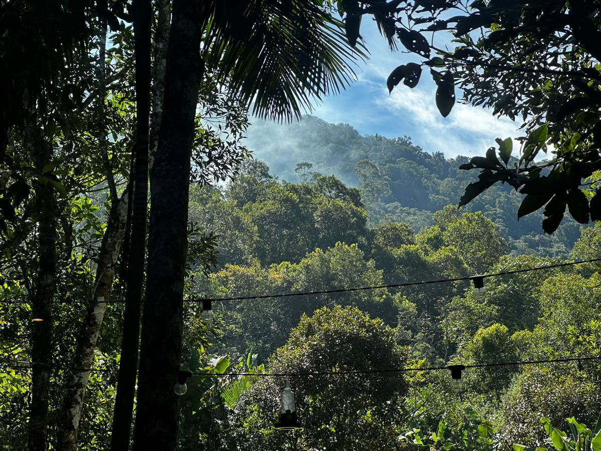 Mata Atlântica preservada ao redor da casa